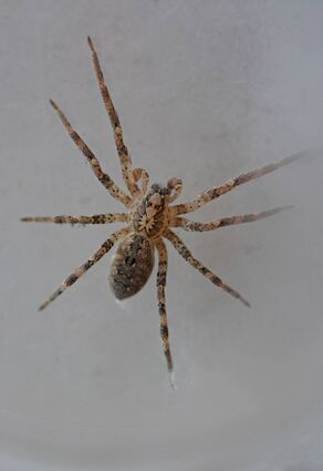 Ihre markante Rückenzeichnung im Kopfbereich ist gut erkennbar: die Zoropsis spinimana oder Nosferatu-Spinne. Inzwischen sind die eigentlich im Mittelmeerraum beheimateten Tiere auch in Mannheim und der Region angekommen.