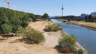 Die Grünflächen entlang des Neckarufers in Mannheim sind von der lang anhaltenden Hitze vertrocknet. Außerdem leidet das Grün durch die Nutzung der Wiesen durch Bürger und Bürgerinnen.