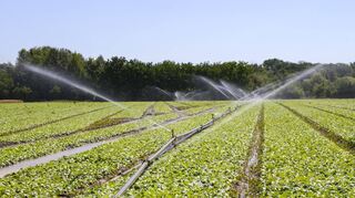 In der Vorderpfalz nutzen Gemüsebauern Wasser aus dem Altrhein, um ihre Felder zu bewässern.