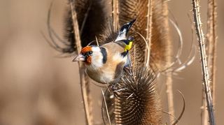 Ein Stieglitz sucht im Dickicht aus Disteln nach Nahrung. Diese Vogelart sieht man im ländlichen Bogen Mannheims noch, viele andere gibt es nicht mehr.