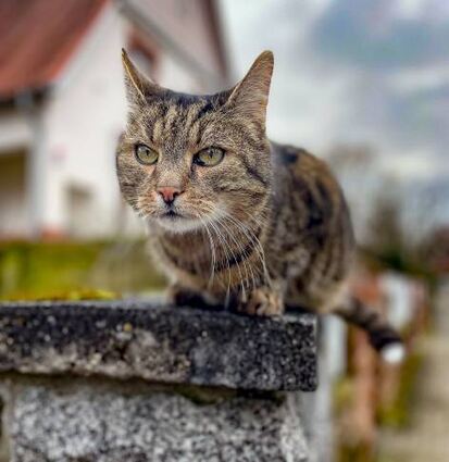 Für Speyers Katzen gilt bald eine Schutzverordnung.