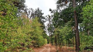Weil durch das Kiefernsterben im Käfertaler Wald mehr Licht auf den Waldboden fällt, breitet sich eine Pflanze aus, die das Wachstum neuer Bäume verhindert. Rechts wurden diese Neophyten entfernt.
