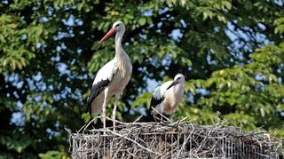 Noch nicht stark genug für den Flug nach Süden: 90 Jungstörche leben aktuell im Luisenpark, finden aber wegen der Hitze weniger Nahrung.