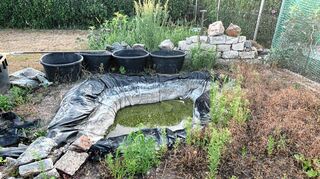 Fast ausgetrocknet und verdreckt: Mitarbeiter des Veterinäramts haben mehrere Fische aus einem Teich geborgen.