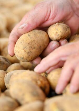 Günstigere Kartoffeln aus dem Ausland werden teils im Handel verkauft.