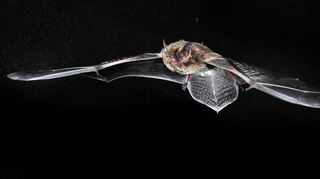 Auch die Rauhautfledermaus ist in Lampertheim unterwegs.