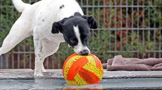 Mischlingshündin Lucy holt, ohne nass zu werden,den Ball aus dem Wasser.