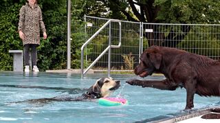 Mischlingshund Mogli ist mit Frauchen Joana Marazzani gekommen und findet Spiele im Wasser toll.