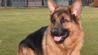 Sybolbild Schäferhund