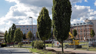 Die großen Säulen-Stiel-Eichen in der Hennigstraße 20 müssen für die Plizeipräsidium-Baustelle weichen. Sie werden ungesetzt.