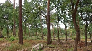Die Untere Forstbehörde der Stadt Mannheim hat eine digitale Führung durch den Käfertaler Wald entwickelt.