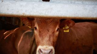 Der Verzicht auf Fleisch ist gut für das Tierwohl und für das Klima.