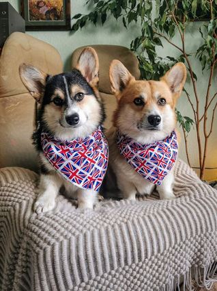 Bereit für die Parade: Cosmo (l.) und Flynn von Laura Schmidbauer.