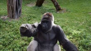 Auch Gorilla Bobo scheint sich für die Spende zu bedanken.