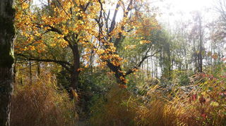Goldene Blätter im Oktober: was bringt das Wetter im Oktober in Mannheim?