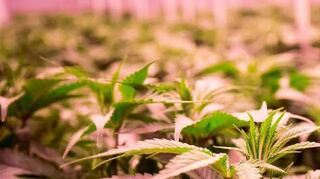 Bei einer Kontrolle fanden die Beamten Marihuana.