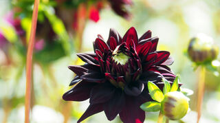 Schwarze Dahlien blühen bis in den Oktober.