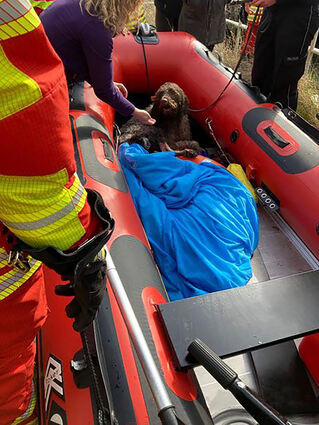 Hund Olaf wurde von der Feuerwehr aus dem Neckar gerettet.