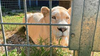 Lea, die man hier in der Region nur als kleines flauschiges Kätzchen kannte, als ausgewachsene Löwin in einem Privatzoo in Barcelona.