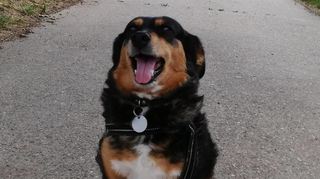 Die liebenswerte Appenzeller Sennenhund-Mischlingsdame Katie sucht jemanden, der sie zum Gassigehen begleitet, damit sie so lange wie möglich bei ihrem Frauchen bleiben kann.
