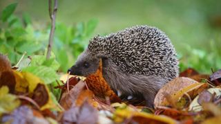 ARCHIV - 11.11.2007, Bayern, Kaufbeuren: Ein Igel läuft durch einen Garten. Wenn Mama-Igel auf der Suche nach Futter von einem Mähroboter erfasst, einem Auto überfahren oder einem anderen Tier getötet wird, bleibt ihrem Nachwuchs nichts anderes übrig, als sich um sich selbst zu kümmern. (zu dpa Schwer verletzt oder fast tot: Igelstationen in Sachsen am Limit") Foto: Karl-Josef Hildenbrand/dpa +++ dpa-Bildfunk +++
