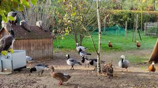 Die Tiere im Viernheimer Vogelpark werden allein von Ehrenamtlichen versorgt. Eine Vollzeitkraft soll die Helfer entlasten.