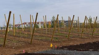Wenn Natur auf Zivilisation trifft: Der Wingert auf dem Mannheimer Buga-Gelände ist bereits angelegt und wird dort über Weinbau informieren.