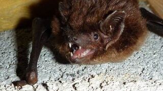 Streng geschützt: die Breitflügelfledermaus.