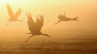 Immer weniger Störche fliegen in den Süden, viele überwintern auch in Deutschland.