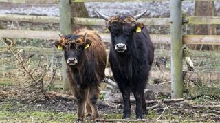 Nachwuchs im Stadtwald-Tiergehege auf der Rheinau: Vor wenigen Wochen ist dort ein Kälbchen geboren worden