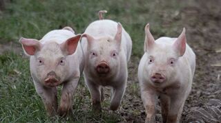 Landwirtschaft betreiben und sich um Tiere kümmern. Eine Jugendfarm ist eine Idee beim Mannheimer Beteiligungshaushalt.