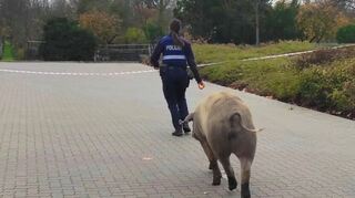 Eine Polizisten versucht eines der ausgebüxten Duroc-Schweine zurück ins Gehege zu locken.