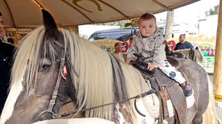 Zuletzt gab es in Mannheim auf der Herbstmess Ponyreiten, unser Foto zeigt dabei den zweijährigen André. Tierschützer argumentieren indes, das monotone Laufen in eine Richtung sei ebenso wie der Stress durch Lärm und Lichtblitze auf den Jahrmärkten für die Vierbeiner schädlich.