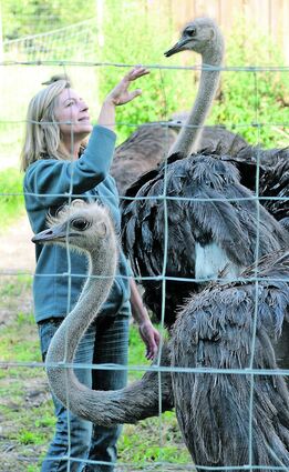 <p>Uschi Braun hat ein vertrauensvolles Verhältnis zu ihren Straußen.</p>