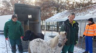 Die Ponys Konfetti (vorne) und Kassandra sind gut im Wildpark Rheingönheim angekommen – zusammen mit sechs Ziegen und neun Schafen.