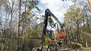 Wird der Käfertaler Wald zu intensiv bewirtschaftet?