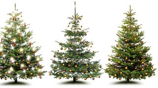 Beautiful Christmas trees exposed on white background