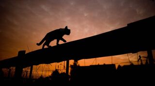 Der Verein Straßenkatzen fordert eine Kastrationspflicht für alle Freigängerkatzen.