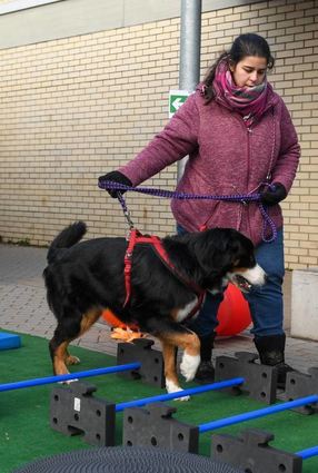Nursang Isaia führt Hund Aslan durch einen Parcour.