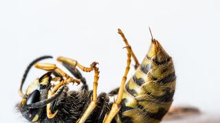 Wespen können mehrfach zustechen und ziehen den Stachel dabei wieder zurück.
