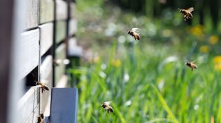 Bienen können aggressiv werden, wenn sie sich gestört fühlen.