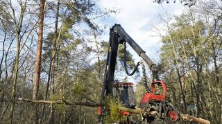 Baumfällarbeiten im Käfertaler Wald: Über das Wie des Forstumbaus wegen des Klimawandels gibt es Streit.