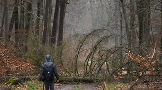 Ein Spaziergänger ist im Frankfurter Stadtwald auf einem Waldweg unterwegs, auf dem ein umgestürzter Baum liegt.