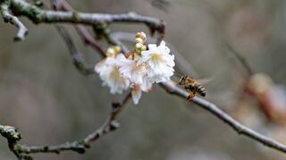 Zielstrebig fliegt eine Biene einen winterblühenden Kirschbaum an: Die milden Temperaturen lassen die Tiere bereits ausschwärmen.
