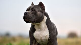Ein Hunde der Rasse American Bully (Symbolbild).