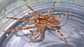 Die auffällige Musterung auf dem Körper erinnert an den Vampir aus „Nosferatu“ – und verleiht der Spinne ihren Namen.