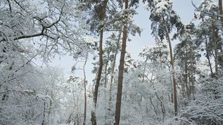 Der Lampertheimer Wald wirkte nach dem Schneefall am Wochenende geradezu märchenhaft. Allerdings sind auch viele Bäume geschädigt und gehen zugrunde.