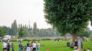 Hunde sind auf der Heidelberger Neckarwiese erlaubt. Sie müssen meist an der Leine blieben; nur zwischen 6 und 9 Uhr soll Freilauf möglich sein.