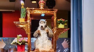 Das Bockenheimer Murmeltier „Bockrem Bert“ auf seiner Sänfte.