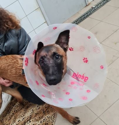 Verletzter Hund